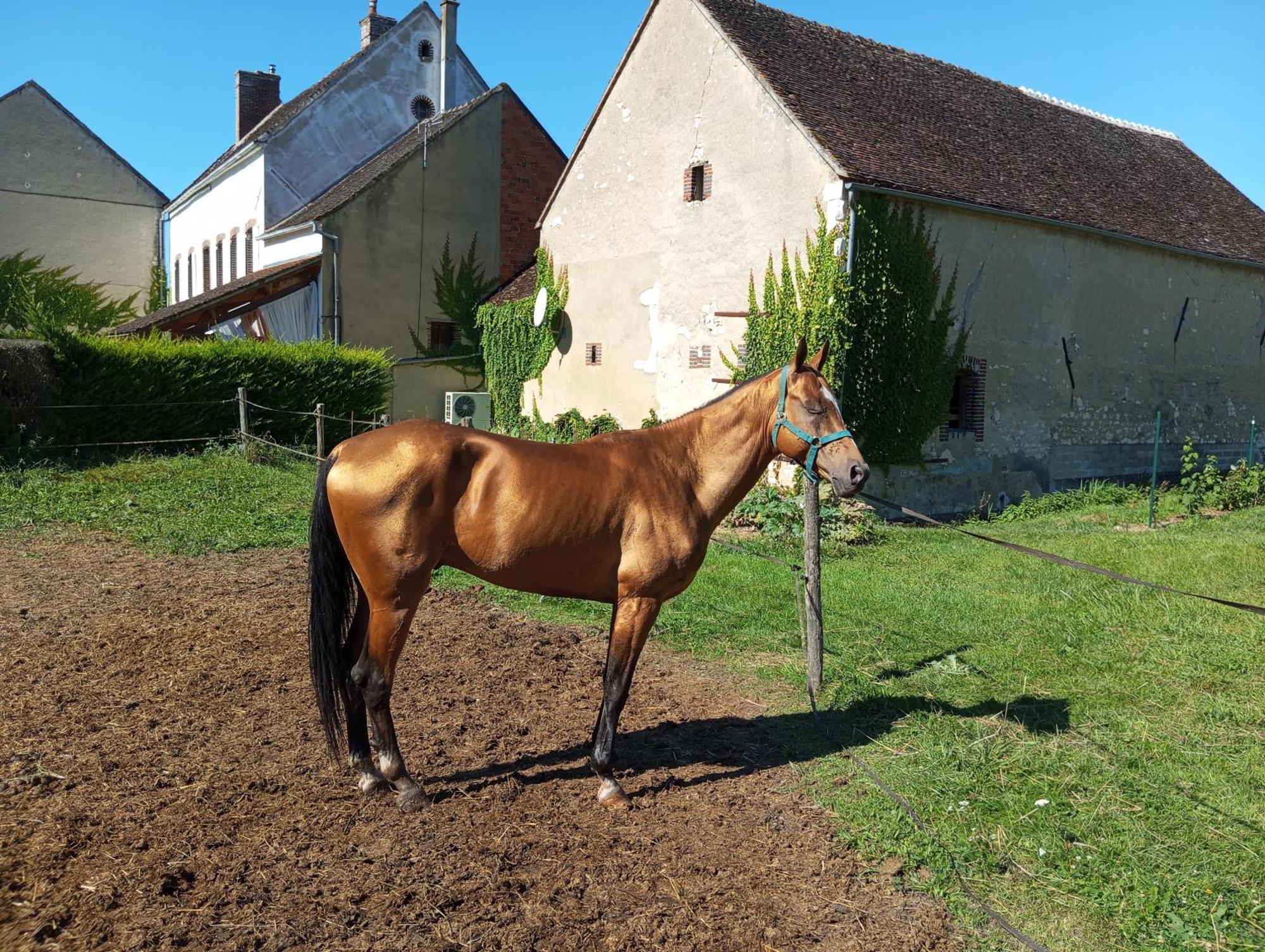 Vila Le Moulin Neuf Brienon-sur-Armançon Exteriér fotografie